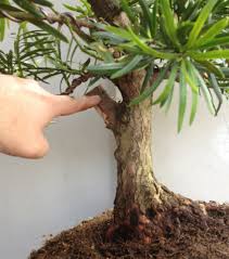نگهداری از بونسای سرخدار